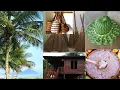Download Lagu Pokok Seribu Guna
