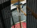 Download Lagu RAMBATAN PARUH MERAH ANAKAN #rambatanparuhmerah #rambatan #paruh #merah #anak