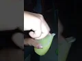 Download Lagu Bahaya tuak saat di buka lihat apa yang terjadi
