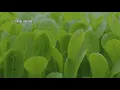 World s largest lettuce greenhouse opens in Temple Texas