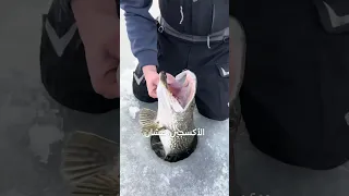 كسر الثلج لصيد السمك في سيبيريا 