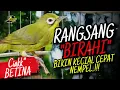 CIAK BETINA KECIAL KUNING AMPUH RANGSANG BIRAHI BIKIN KECIAL CEPAT NEMPEL‼️