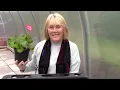 How to Overwinter Tuberous Begonias || Quick & Easy Guide