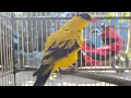 Download Lagu TRIP PERTAMA BURUNG PEPULAUAN...