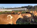 2021 First Day on Pasture