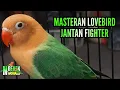 Lagu masteran lovebird jantan single fighter