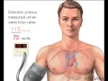 Blood pressure Anatomy MedlinePlus Medical Encyclopedia