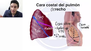 Anatomía | Sistema Respiratorio | Pulmón y Traquea