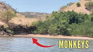Ep 343 | MONKEYS on the Beach, Indonesia, Sailing Nutshell