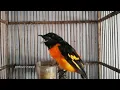 Download Lagu Terapi Suara Burung Mantenan Bahan Jamin Langsung Nyaut