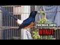 Download Lagu murai batu gacor AMPUH buat PANCINGAN murai batu agar bunyi JADIKAN burung murai gacor EMOSI