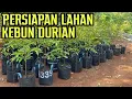Download Lagu CEK LAHAN KEBUN DURIAN UNTUK DI TANAMI POHON DURIAN
