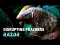 Download Lagu #RAZOR: Protecting pangolins and disrupting poaching with forensic fingerprinting