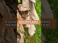 Download Lagu MANFAAT DAUN PISANG KERING UNTUK KESEHATAN #shorts