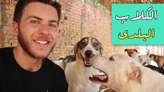 What Are Baladi Dogs ستة أشياء لم تكن تعرفها عن الكلاب البلدى 