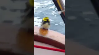 Smallest Bird Ever on my ⛵️