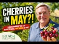 Early Season Cherries May 1st to May 15th What s Good