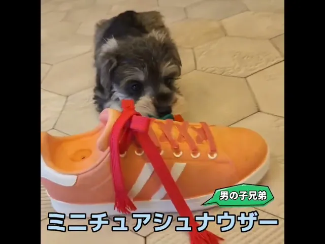動画