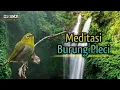 AUDIO TERAPI BURUNG PLECI | Anti stresss
