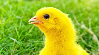 Tangkap Ayam, Baby Chicks, Murgi Ke Bacche, ChuChu Video | FishCutting