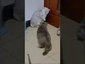 Download Lagu Briga de gatos por causa do filhote, coitado do gatinho. Dublagens de animais fofos