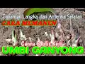 Download Lagu PANEN UMBI GANYONG-Canna Edulis Kerr