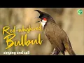 Lagu Red whiskered Bulbul Singing Call Sound | Red whiskered Bulbul Bird Singing