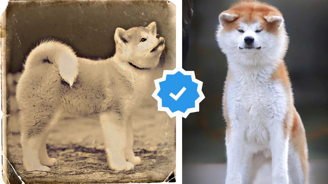 These Are The 10 Oldest Dog Breeds Ever