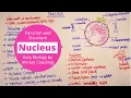 Nucleus Structure and Function Cell Biology