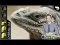 Rhinoceros Iguana The Best Pet Lizard