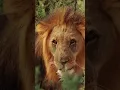Download Lagu INTENSE Lion Roaring  Sounds/Scary lions Roar sound effect!