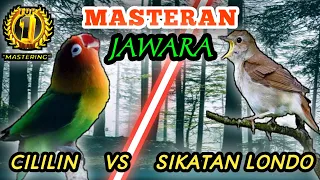 Download LOVEBIRD VS SIKATAN LONDO - Masteran Terbaik Dan Termewah Untuk Burung Murai Batu Anda #nightingale MP3