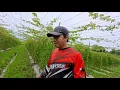 Download Lagu GOODBYE NA SA AMPALAYA