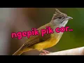 Masteran Cucak jenggot ngepik mbeset Ngetril