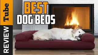 Dog Bed Best Dog Beds Buying Guide