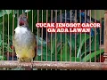 Download Lagu Pancingan Cucak Jenggot full Beset Ngepik Rapat | kicau pidong