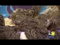 Fresno County is making it legal to sell live animals at swap meets