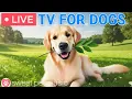 Download Lagu 🔴24 Hours of Dog TV🎵🐶Calming Music for Dog Sleep🐾🩷Soothing Music for Dogs with Stress and Anxiety