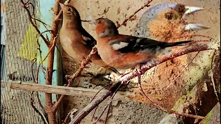 صوت ابو رقيط الصلنج صيد 2024 نااار 