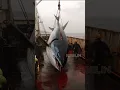Download Lagu Giant Deep Sea Tuna Caught by Fishermen!🐙🦑🦀#deepseafishing #fishingexploration #giantseacreature