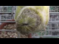 Bowl Cut Bird Birb