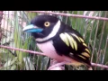 Download Lagu Burung Sempur Hujan Darat /Black and Yellow Broadbill ( Eurylaimus Ochromalus).