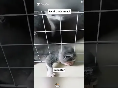 #shorts #funny #cat