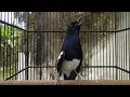 Download Lagu TERAPI MENAIKAN MENTAL BURUNG KACER DOWN, AGAR GACOR LAGI DENGAN PANCINGAN KACER INI
