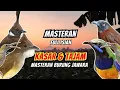 Download Lagu Masteran Tembakan Kasar Ampuh Mudah Ditiru Untuk Burung Fighter