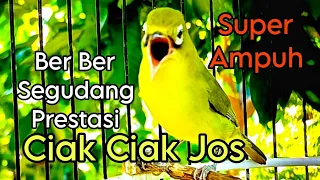 ciak ciak joss ber ber pancingan kecial malas bunyi