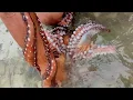 Download Lagu Amazing cacth 2 GIANT OCTOPUS _ Big Octopus Hunting by traditional bare handed