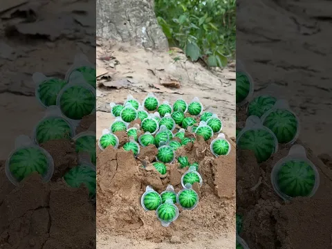 Survival candy in forest #outdoors #skills #bushcraft