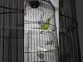 Download Lagu Burung Nuri Perkici Besetannya enak buat masteran burung Murai Batu