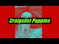 Craigslist Puppies